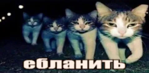 Коты идут е6ланить