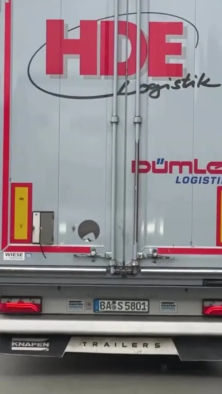 Schaf schaut aus dem Lkw