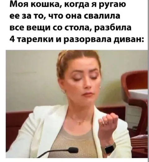 Моя кошка после разрушений