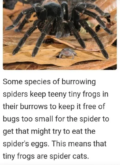 Tiny Frogs Are Spider Cats