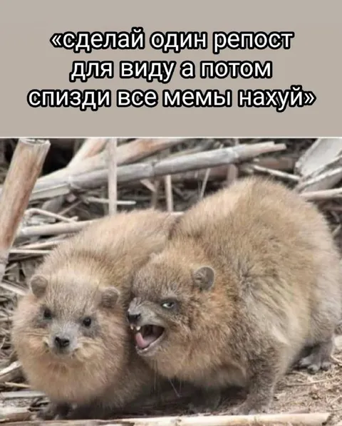 Сделай репост и укради мемы