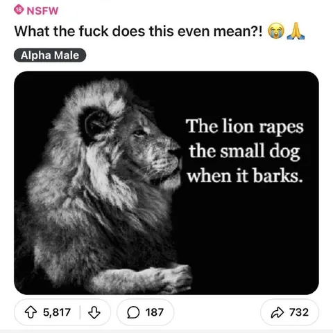 Confused Alpha Male Lion
