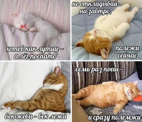 Коты и мудрые советы