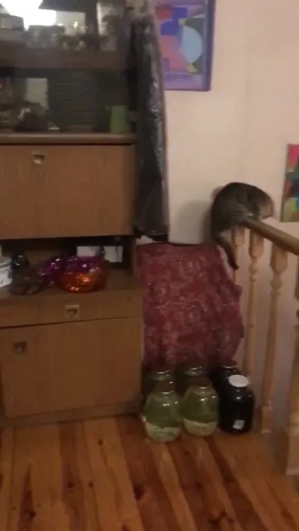 Кошка уходит по перилам