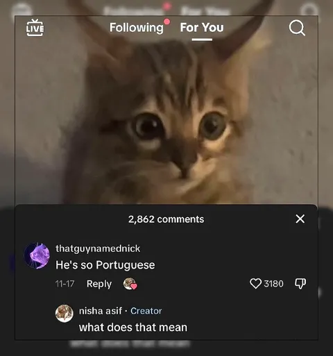 He's So Portuguese Cat
