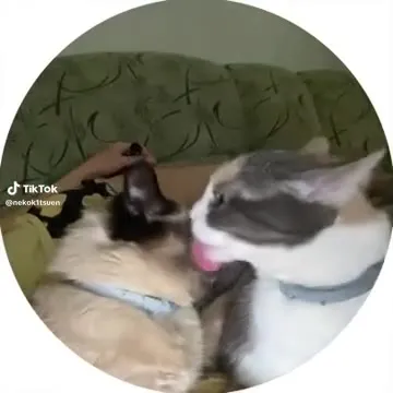 Нежные котики внезапно подрались
