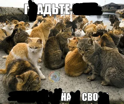 Толпа котов у моря