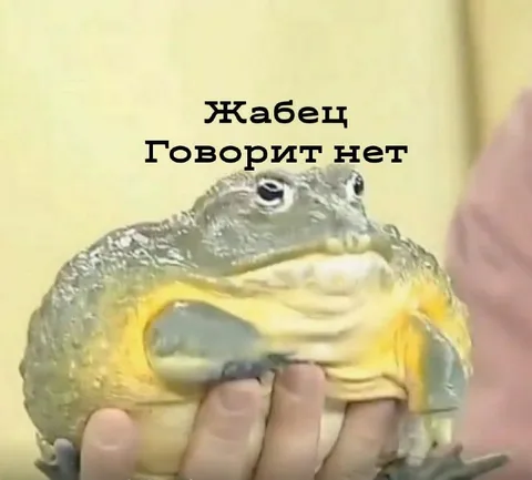 Жабец говорит нет