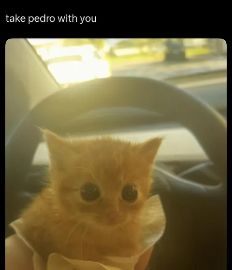 Take Pedro With You Kitten