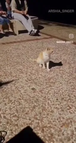 Кот слушает концертного певца