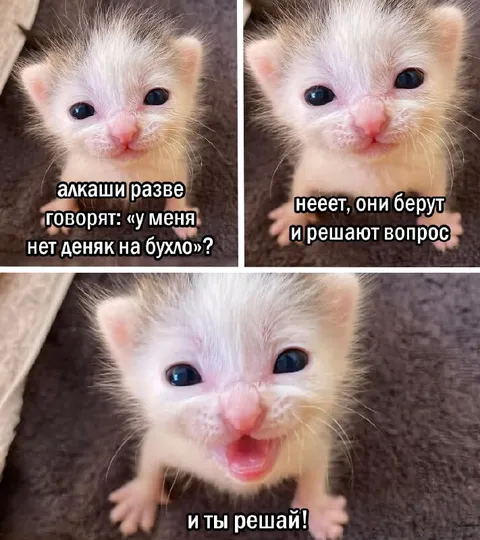 Котёнок предлагает решить вопрос