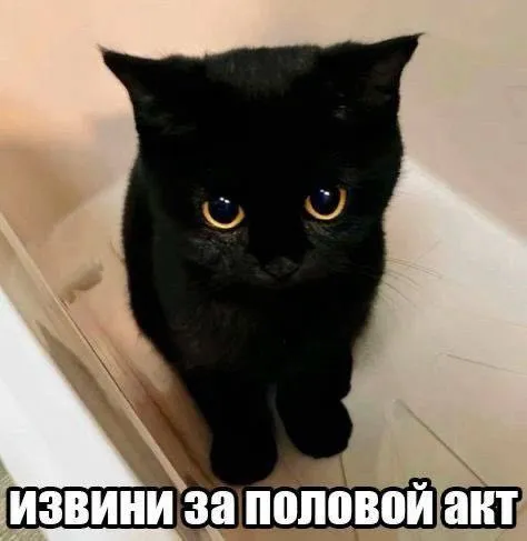 Извини за половой акт