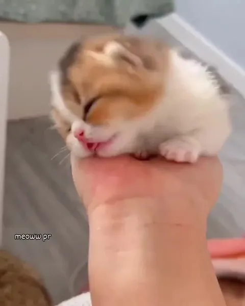 Сонный котёнок на руке