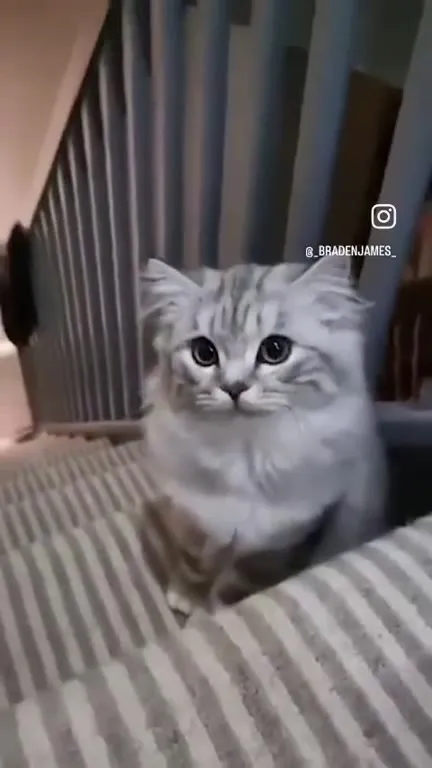 Кот с огромными глазами