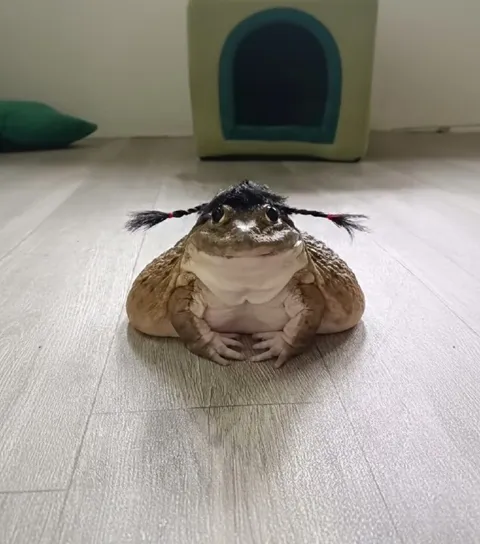 Лягушка с косичками