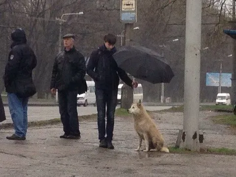 Мужчина держит зонт собаке