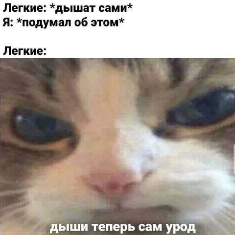 Кот после осознания дыхания