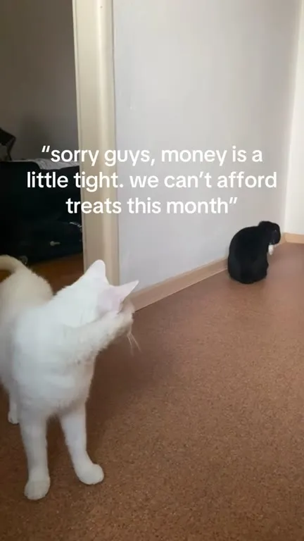 Sell the Black Cat