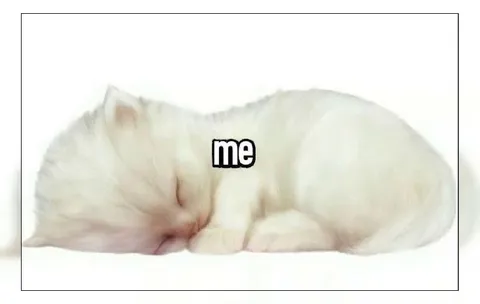 Sleeping White Cat Me