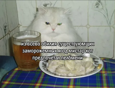 Кот выбрал пельмени