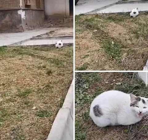 Кот, похожий на мяч