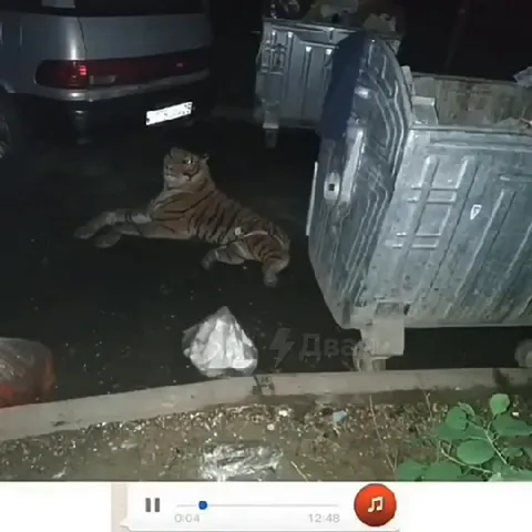 Кот отдыхает у мусорных баков