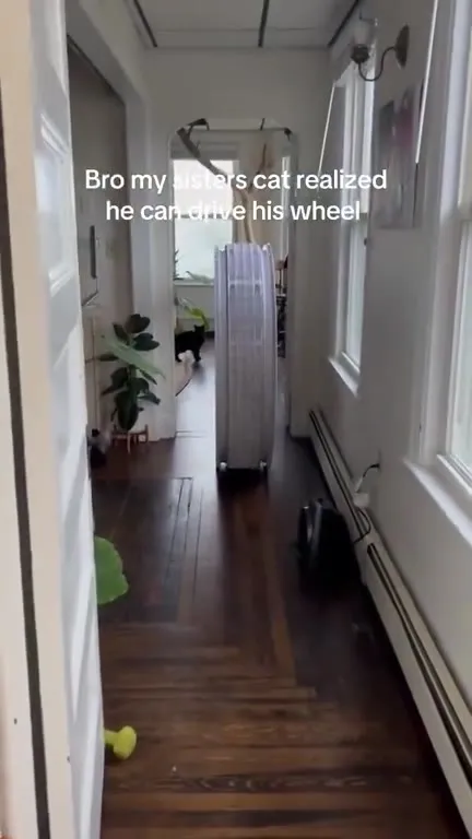 Cat Drives His Wheel