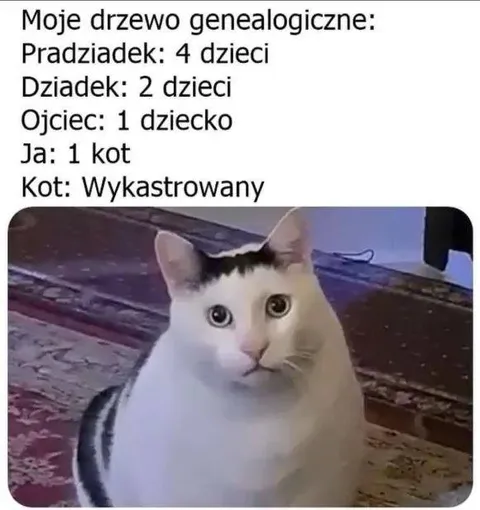 Moje drzewo genealogiczne kota