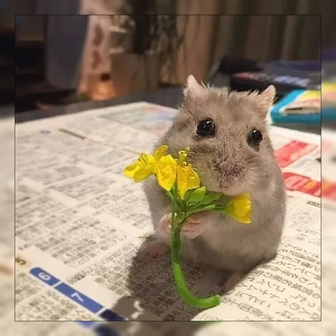 Хомяк с цветком