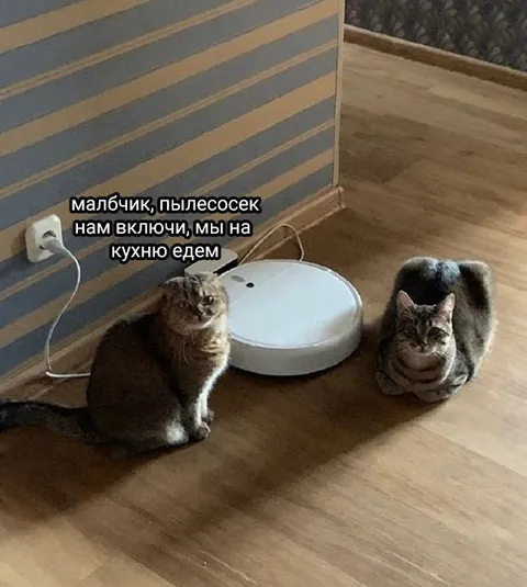 Коты едут на кухню