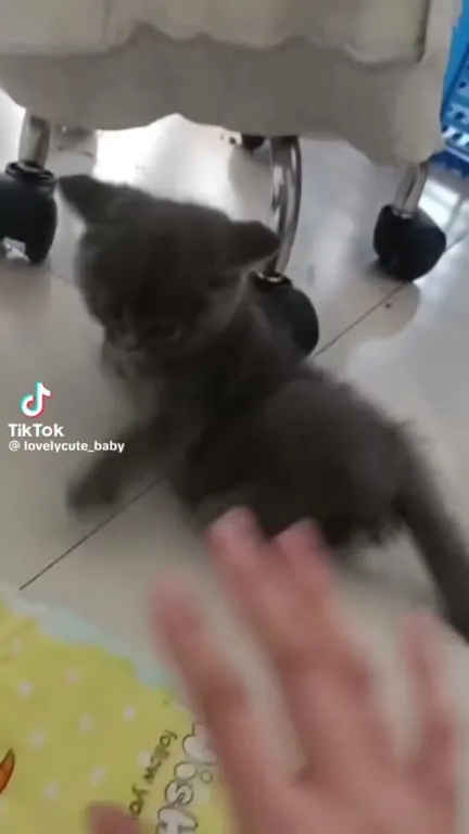 Котёнок нападает на палец