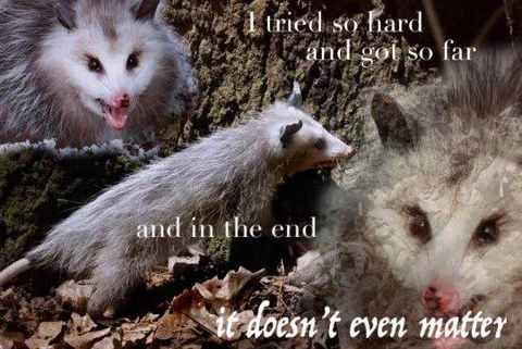 Opossums in the End