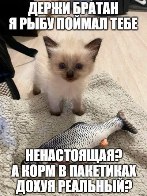 Кот поймал игрушечную рыбу