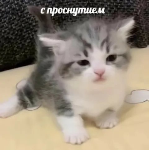 С проснутшем котёнком