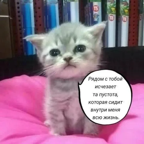 Котёнок и внутренняя пустота