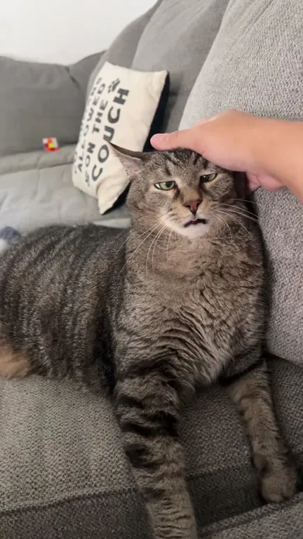 Grumpy Cat Gets Serenaded
