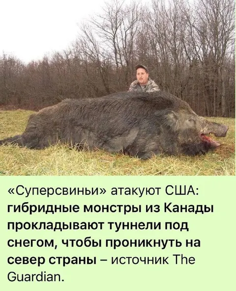 Суперсвиньи атакуют США