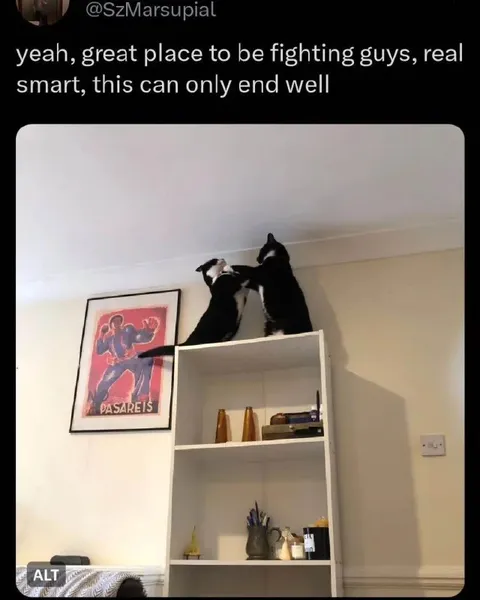 Cats Fighting on the Bookshelf