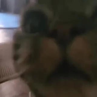 Размытый пушистый зверёк