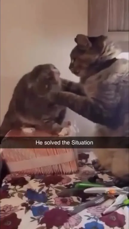 Cat Solves the Situation