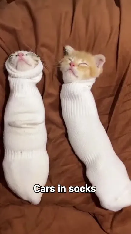 Cats in Socks