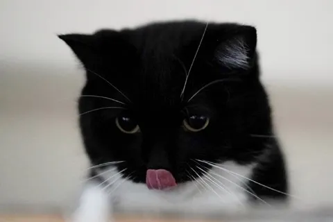 Чёрный кот показывает язык
