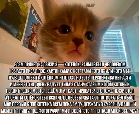 Котёнок раньше был человеком