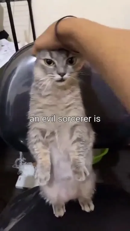 Terrifying Evil Sorcerer Cat