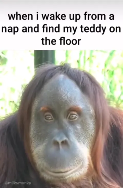 Orangutan Finds Teddy on the Floor