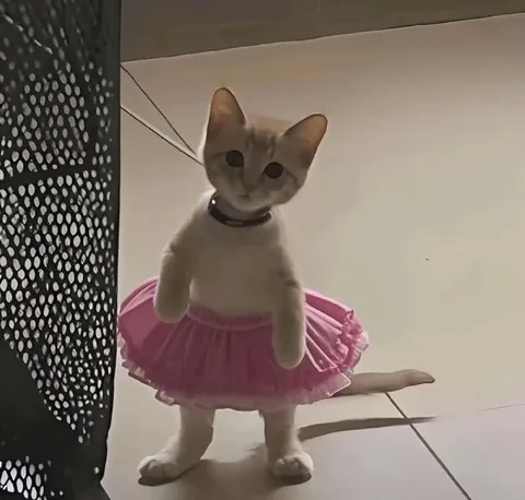 Котёнок в розовой пачке