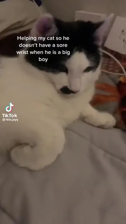 Helping the Big Boy Cat