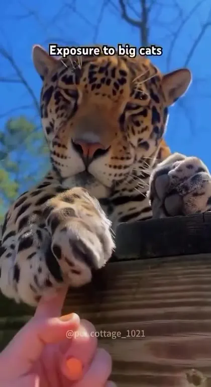 Exposure to Big Cats