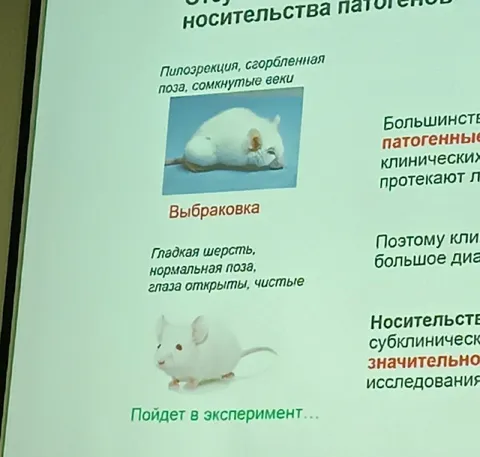 Мышь для эксперимента