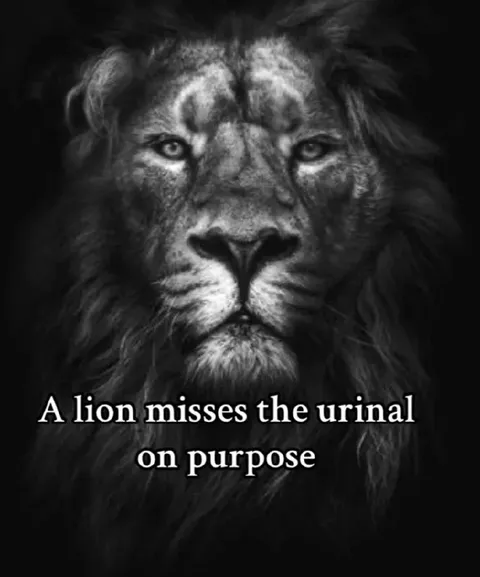 Lion Misses the Urinal